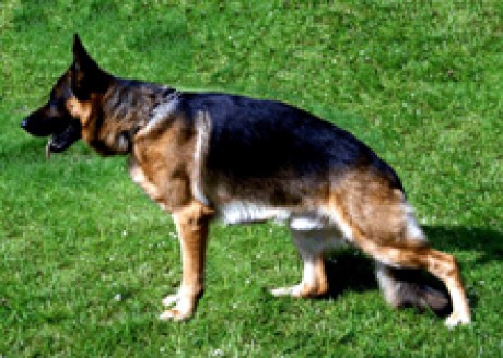 Bax Hartis Bohemia
